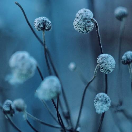 علی یکتا دردت مِن تیام بزنه مِن تیام گل تو